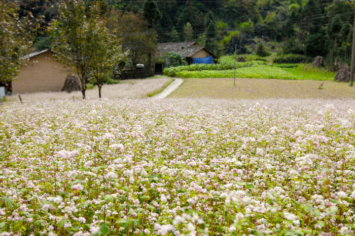 Explore Ha Giang in winter